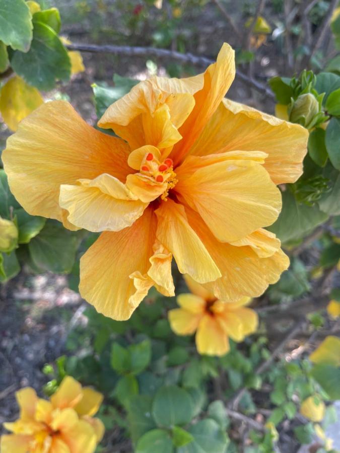 Апартаменты Finca Limoneros Эль-Чорро Экстерьер фото